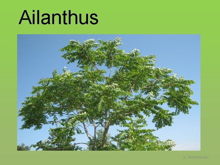Ailanthus A. Ronshausen 
