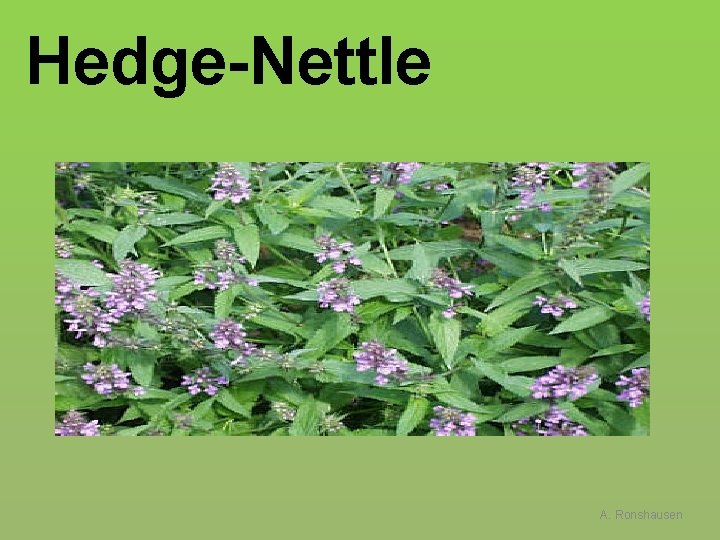 Hedge-Nettle A. Ronshausen 