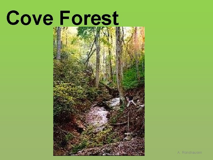 Cove Forest A. Ronshausen 