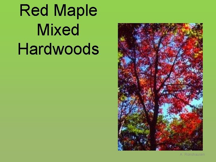 Red Maple Mixed Hardwoods A. Ronshausen 