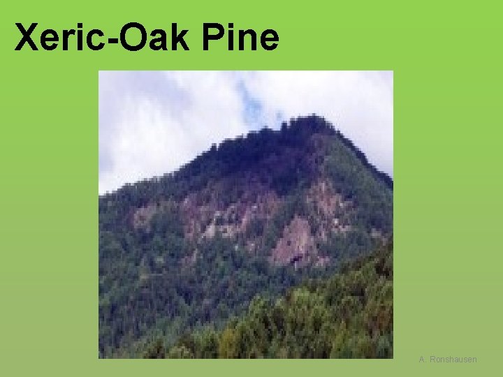 Xeric-Oak Pine A. Ronshausen 