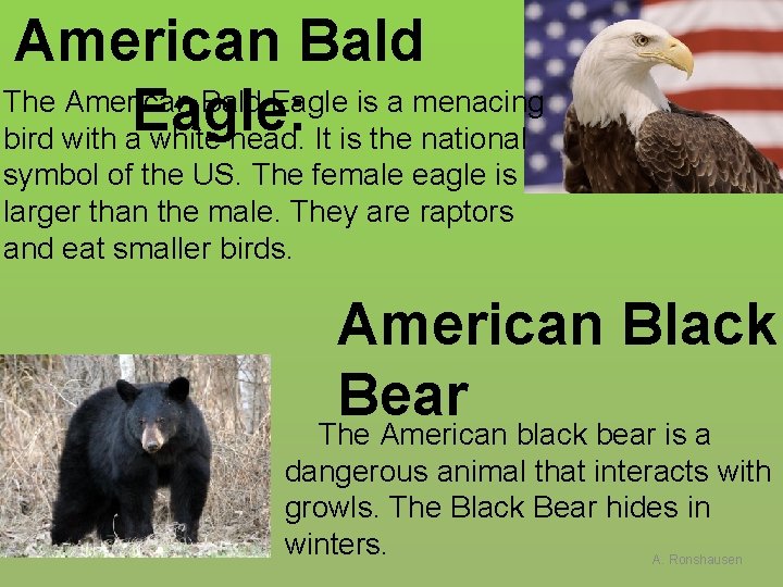 American Bald The American Bald Eagle is a menacing Eagle: bird with a white