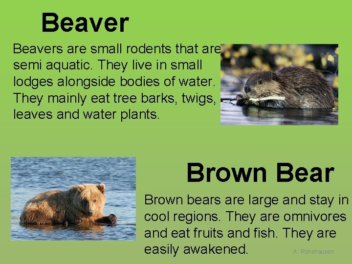 Beaver Beavers are small rodents that are semi aquatic. They live in small lodges