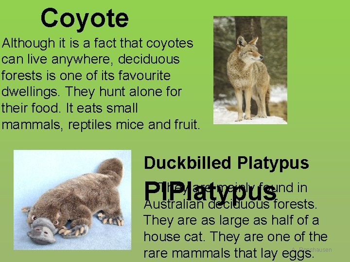 Coyote Although it is a fact that coyotes can live anywhere, deciduous forests is