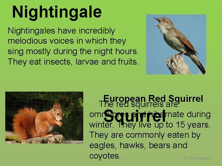 Nightingales have incredibly melodious voices in which they sing mostly during the night hours.