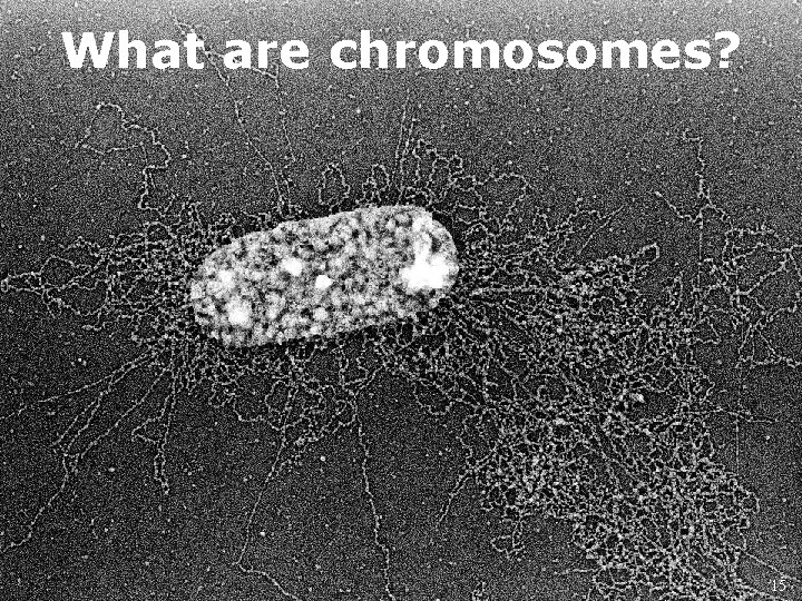 What are chromosomes? 15 