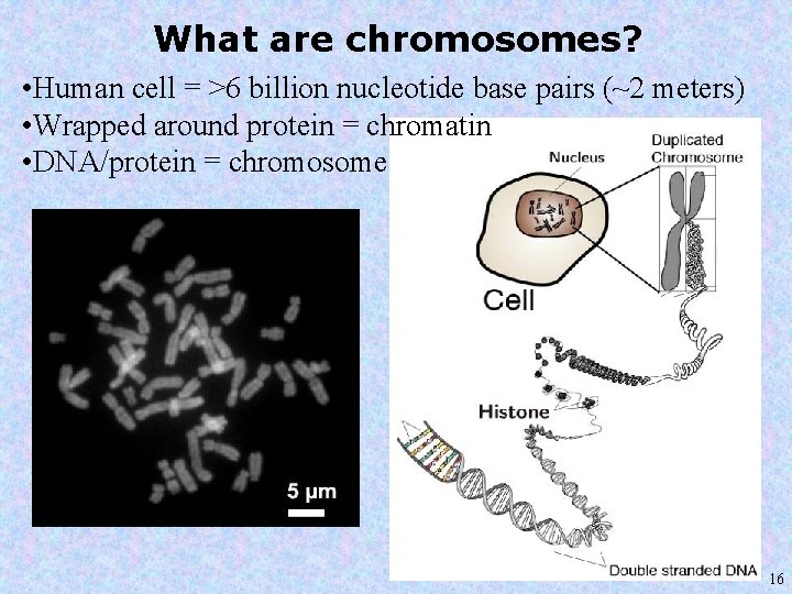 What are chromosomes? • Human cell = >6 billion nucleotide base pairs (~2 meters)