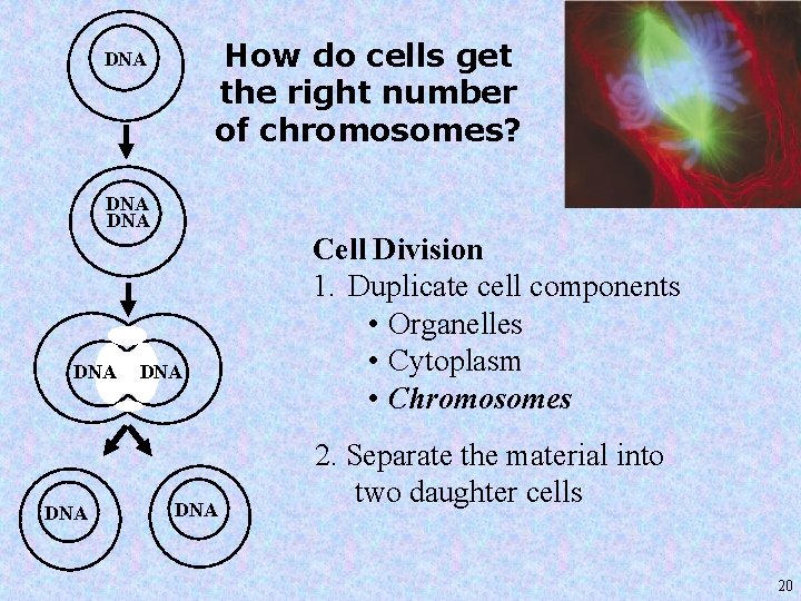 How do cells get the right number of chromosomes? DNA DNA Cell Division 1.