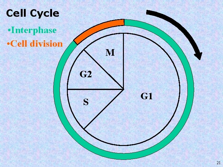 Cell Cycle • Interphase • Cell division M G 2 S G 1 21