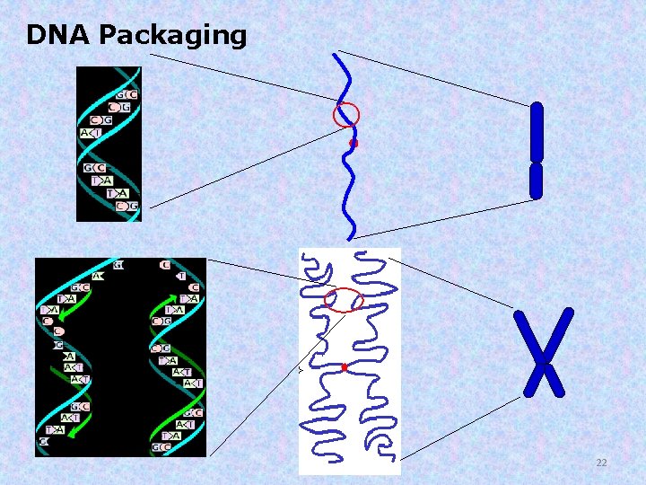 DNA Packaging 22 