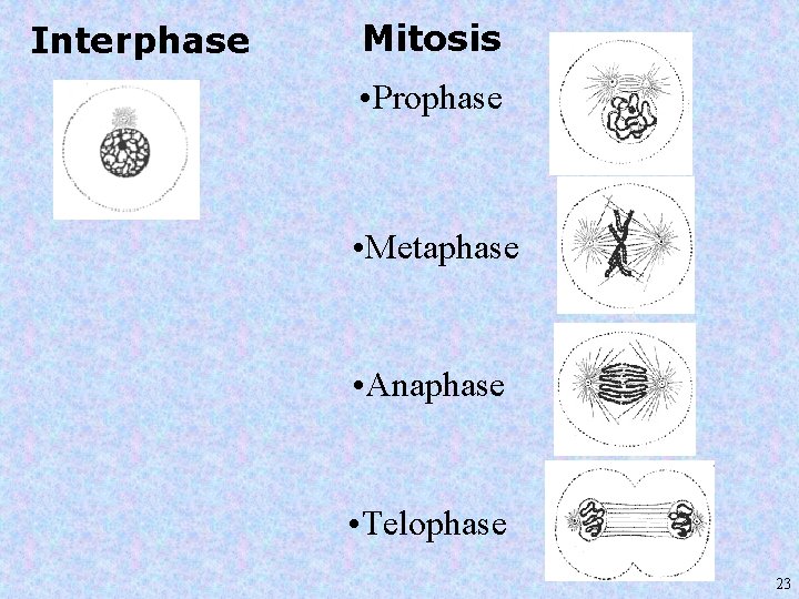 Interphase Mitosis • Prophase • Metaphase • Anaphase • Telophase 23 