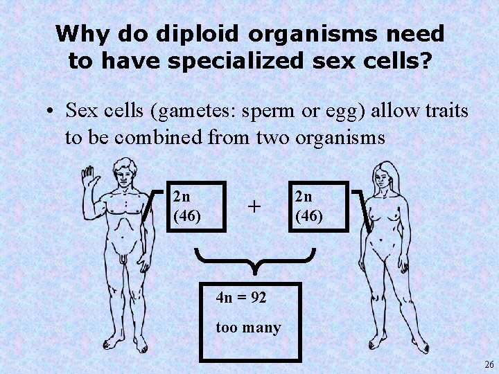 Why do diploid organisms need to have specialized sex cells? • Sex cells (gametes: