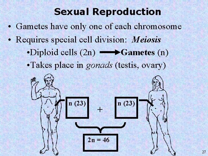 Sexual Reproduction • Gametes have only one of each chromosome • Requires special cell