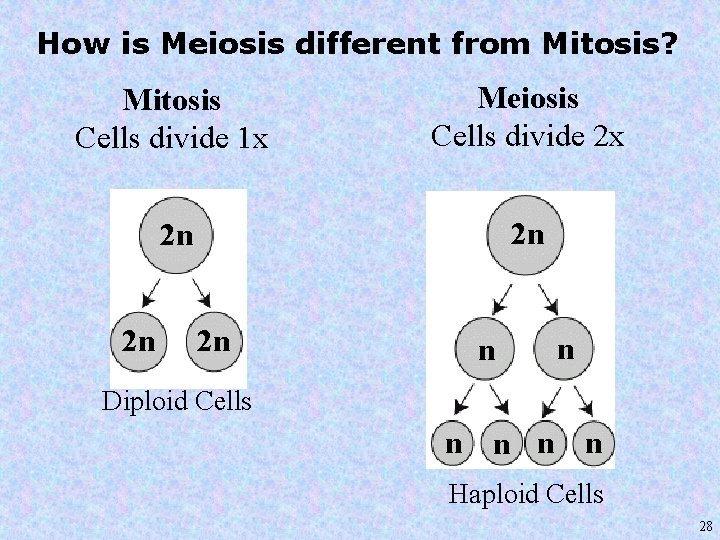 How is Meiosis different from Mitosis? Mitosis Cells divide 1 x Meiosis Cells divide