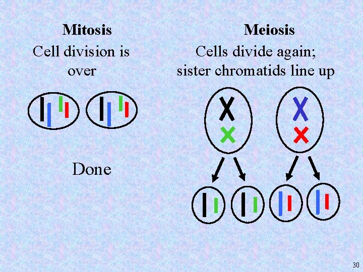 Mitosis Cell division is over Meiosis Cells divide again; sister chromatids line up Done