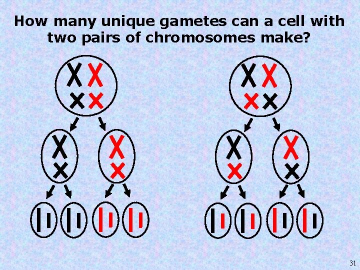 How many unique gametes can a cell with two pairs of chromosomes make? 31