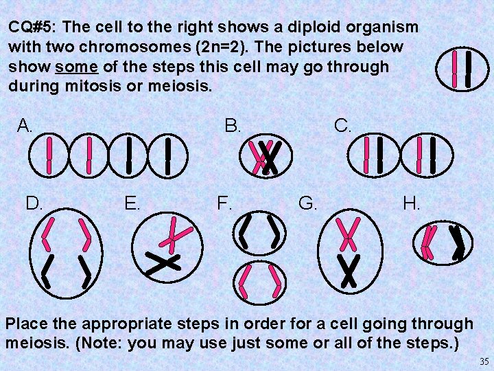 CQ#5: The cell to the right shows a diploid organism with two chromosomes (2