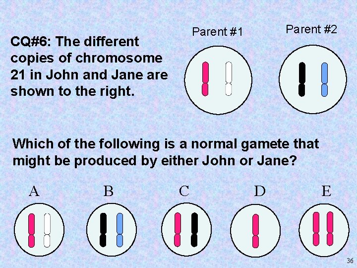 Parent #2 Parent #1 CQ#6: The different copies of chromosome 21 in John and