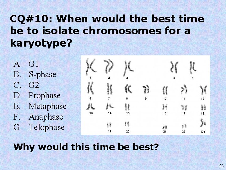 CQ#10: When would the best time be to isolate chromosomes for a karyotype? A.