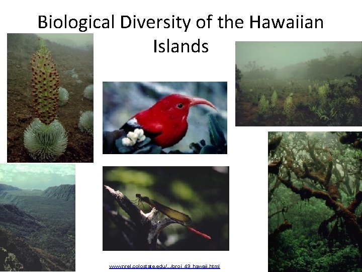 Biological Diversity of the Hawaiian Islands www. nrel. colostate. edu/. . . /proj_49_hawaii. html