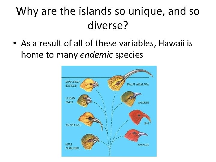 Why are the islands so unique, and so diverse? • As a result of