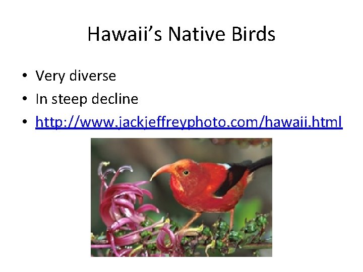 Hawaii’s Native Birds • Very diverse • In steep decline • http: //www. jackjeffreyphoto.