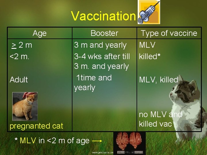 Vaccination Age > 2 m <2 m. Adult Booster Type of vaccine 3 m