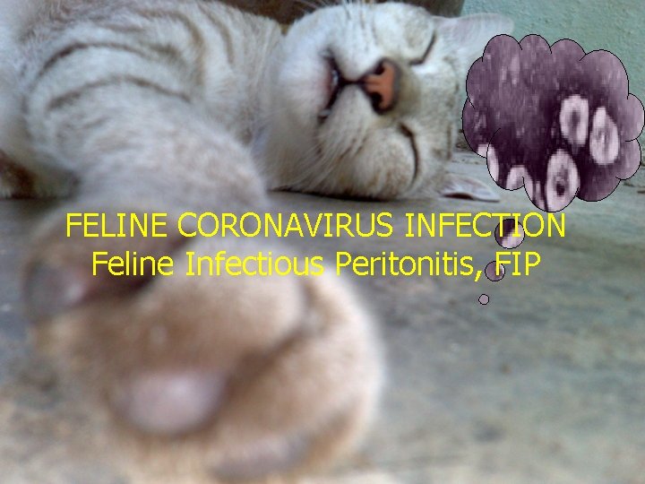 FELINE CORONAVIRUS INFECTION Feline Infectious Peritonitis, FIP 