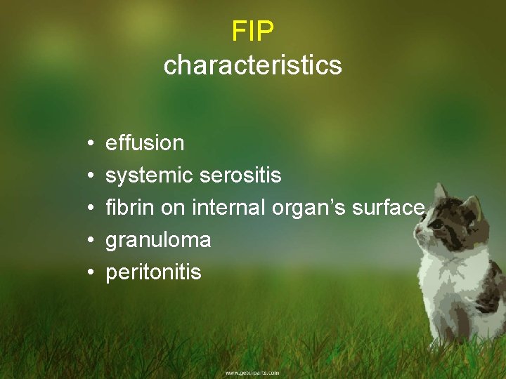 FIP characteristics • • • effusion systemic serositis fibrin on internal organ’s surface granuloma