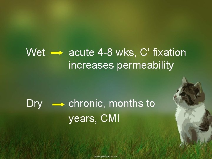 Wet acute 4 -8 wks, C’ fixation increases permeability Dry chronic, months to years,