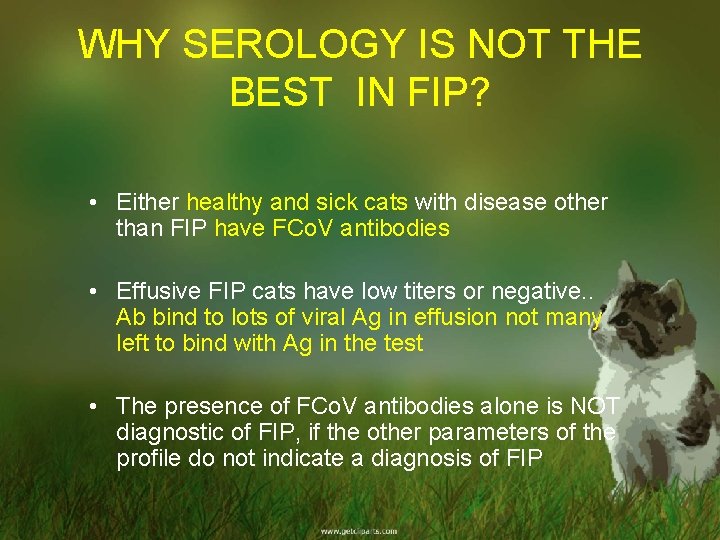 WHY SEROLOGY IS NOT THE BEST IN FIP? • Either healthy and sick cats