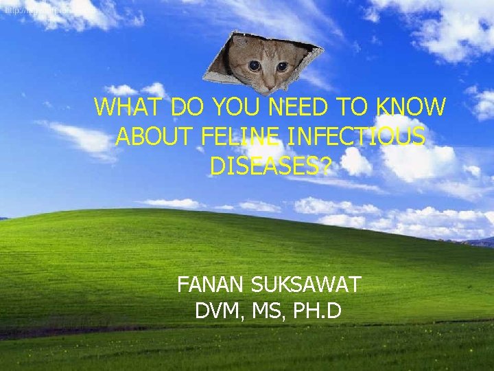 WHAT DO YOU NEED TO KNOW ABOUT FELINE INFECTIOUS DISEASES? FANAN SUKSAWAT DVM, MS,