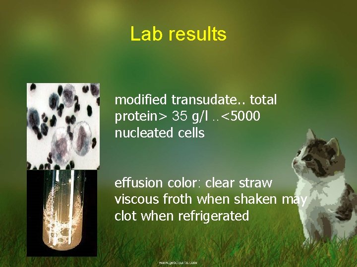 Lab results modified transudate. . total protein> 35 g/l. . <5000 nucleated cells effusion