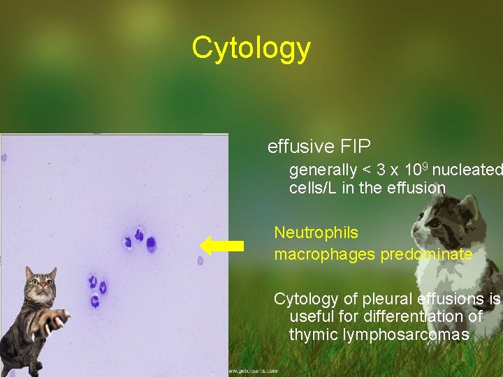 Cytology effusive FIP generally < 3 x 109 nucleated cells/L in the effusion Neutrophils