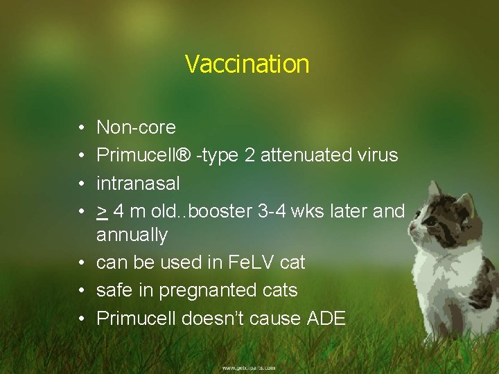 Vaccination • • Non-core Primucell® -type 2 attenuated virus intranasal > 4 m old.