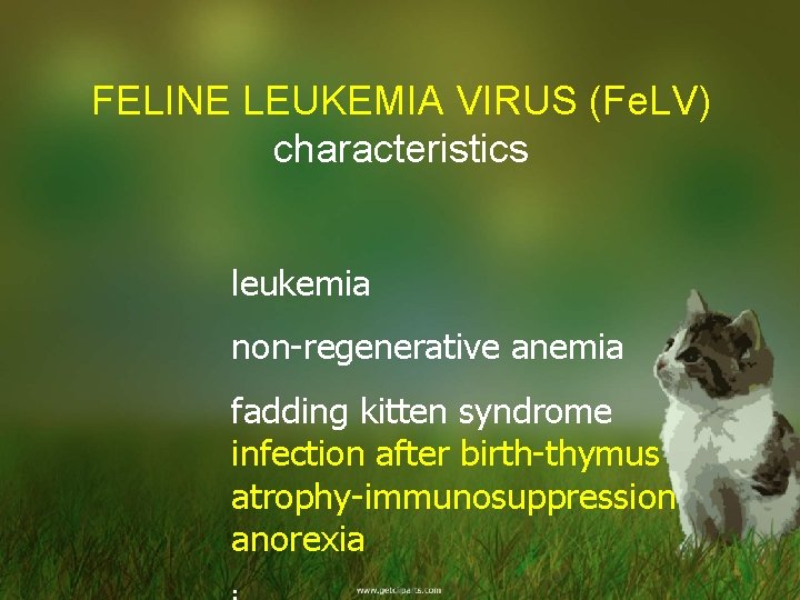 FELINE LEUKEMIA VIRUS (Fe. LV) characteristics leukemia non-regenerative anemia fadding kitten syndrome infection after