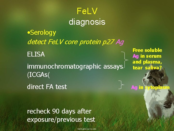 Fe. LV diagnosis • Serology detect Fe. LV core protein p 27 Ag ELISA