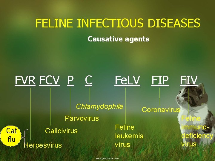FELINE INFECTIOUS DISEASES Causative agents FVR FCV P C Fe. LV FIP FIV Chlamydophila