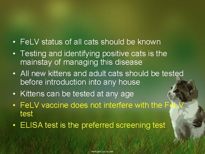  • Fe. LV status of all cats should be known • Testing and