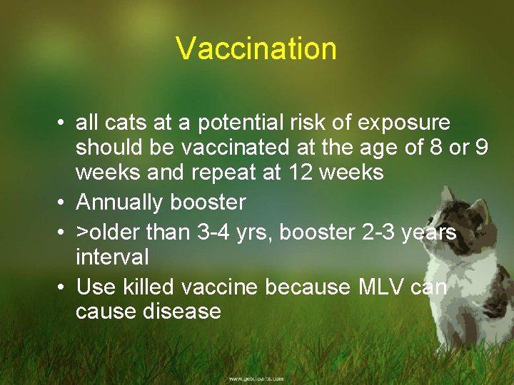 Vaccination • all cats at a potential risk of exposure should be vaccinated at