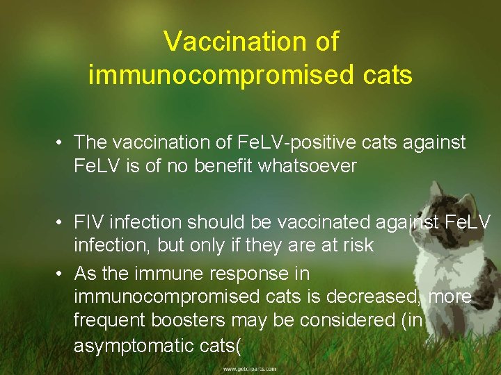 Vaccination of immunocompromised cats • The vaccination of Fe. LV-positive cats against Fe. LV