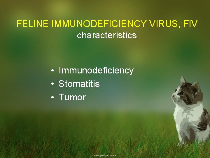 FELINE IMMUNODEFICIENCY VIRUS, FIV characteristics • Immunodeficiency • Stomatitis • Tumor 