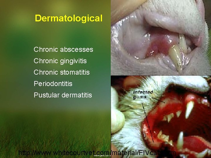 Dermatological Chronic abscesses Chronic gingivitis Chronic stomatitis Periodontitis Pustular dermatitis http: //www. whitecourtvet. com/material/FIVcats.