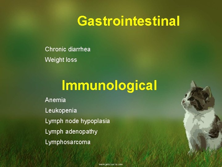 Gastrointestinal Chronic diarrhea Weight loss Immunological Anemia Leukopenia Lymph node hypoplasia Lymph adenopathy Lymphosarcoma