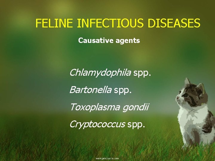 FELINE INFECTIOUS DISEASES Causative agents Chlamydophila spp. Bartonella spp. Toxoplasma gondii Cryptococcus spp. 