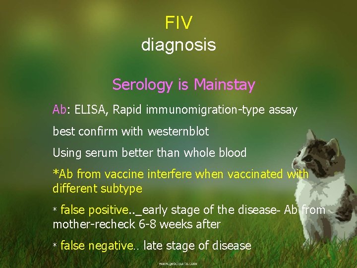 FIV diagnosis Serology is Mainstay Ab: ELISA, Rapid immunomigration-type assay best confirm with westernblot