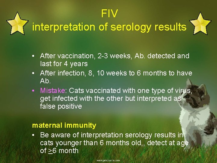 FIV interpretation of serology results • After vaccination, 2 -3 weeks, Ab. detected and