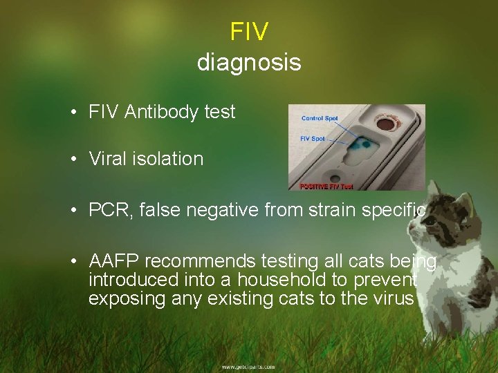 FIV diagnosis • FIV Antibody test • Viral isolation • PCR, false negative from