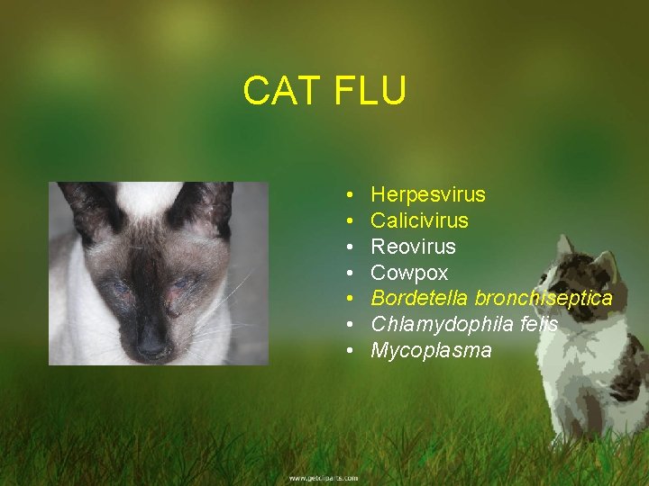 CAT FLU • • Herpesvirus Calicivirus Reovirus Cowpox Bordetella bronchiseptica Chlamydophila felis Mycoplasma 