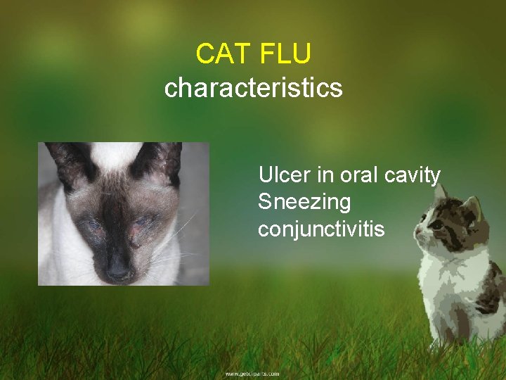 CAT FLU characteristics Ulcer in oral cavity Sneezing conjunctivitis 